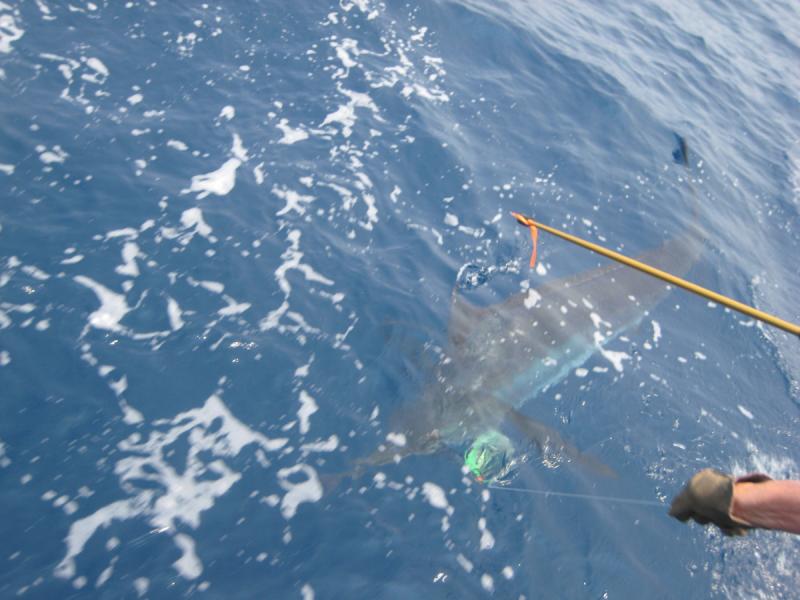 The Big Kahuna  - Megadock 2010