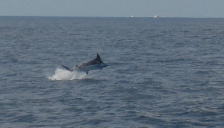 John Westley's first Blue on the wire