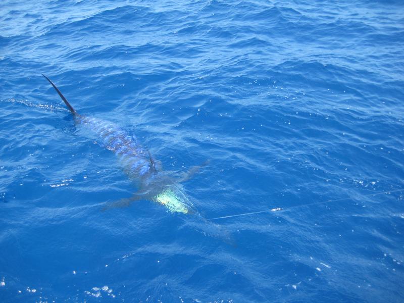 Big Kahuna -  Carolina Billfish Classic